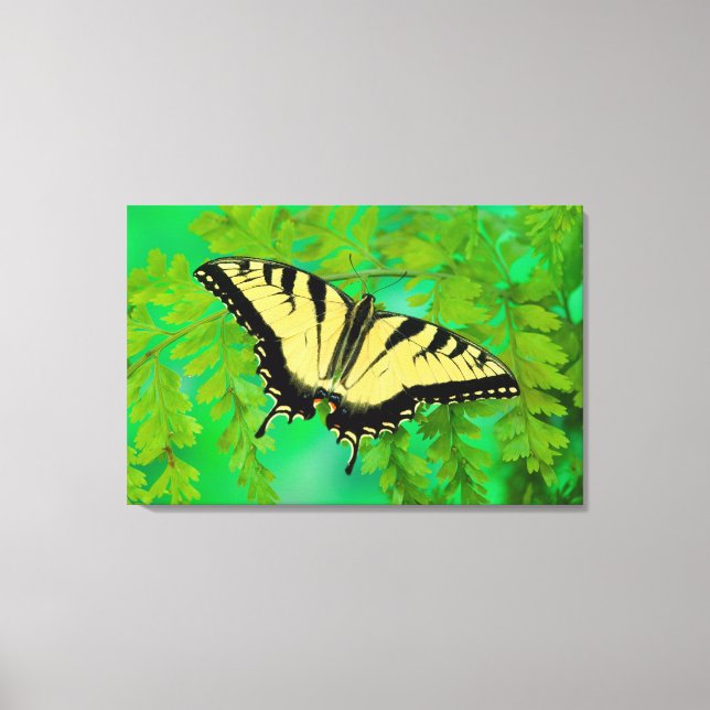 Lienzo Aterrizaje de mariposa de cola baja (Anverso)