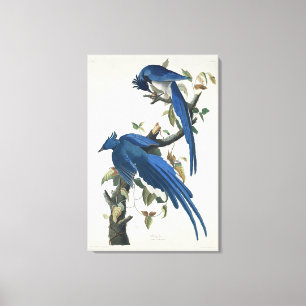 Lienzo Audubon Columbia Jay Black Thropie Magpie Jay