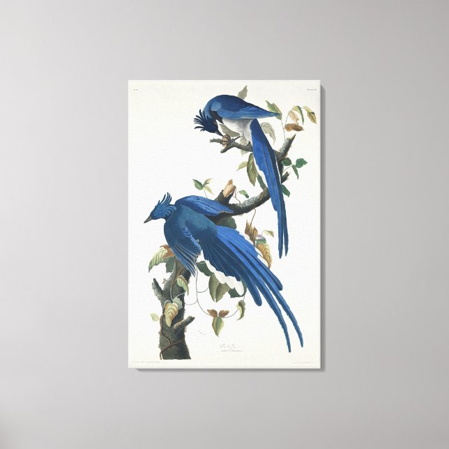 Lienzo Audubon Columbia Jay Black Thropie Magpie Jay (Anverso)