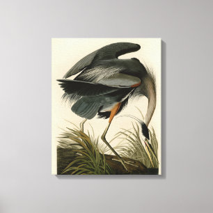 Lienzo Audubon Great Blue Heron Marsh Bird