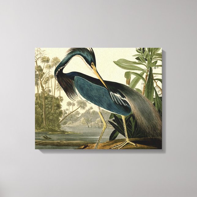 Lienzo Audubon Louisiana Heron Birds America Art (Anverso)