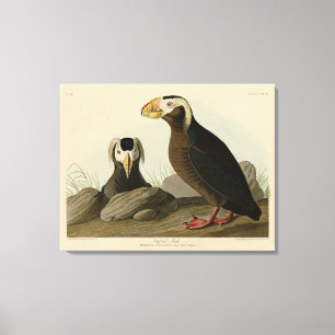Lienzo Auk Tufted (Puffin) - Los pájaros de América de Au