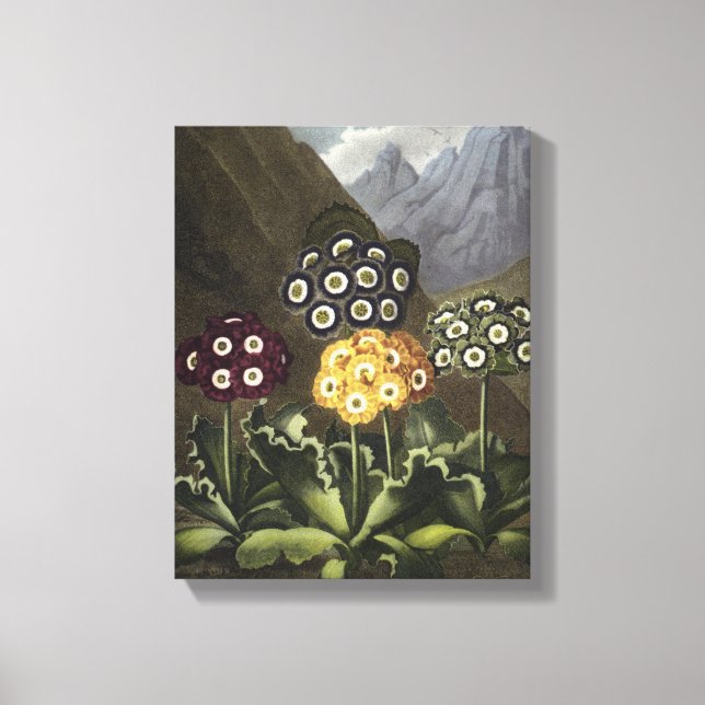 Lienzo Auriculas del Dr. John Robert Thornton (Anverso)