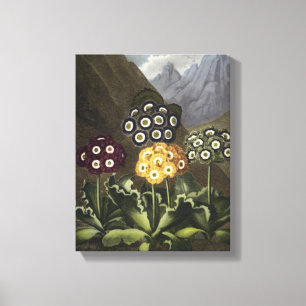 Lienzo Auriculas del Dr. John Robert Thornton