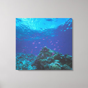 Lienzo Australia, Gran Barrera de Coral. Enjambre Púrpura