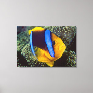 Lienzo Australia, Gran Barrera de Coral, Pez payaso