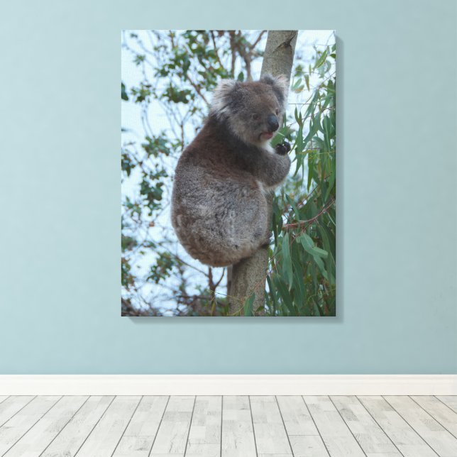 Lienzo Australia Isla de los Canguros Koala en un árbol (Insitu (piso de madera))