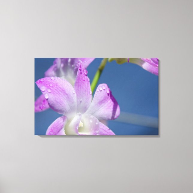 Lienzo Australia, Territorio del Norte, Darwin (Anverso)