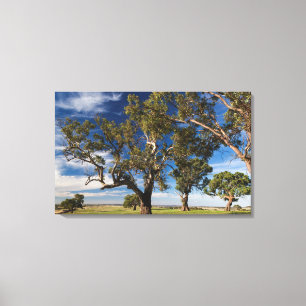 Lienzo Australia, Valle de Barossa, Mount Pleasant