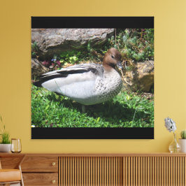 Lienzo Australian Wood Duck in Tranquil Garden