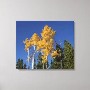 Lienzo Autumn Aspen Brilliance y Colorado Blue Skies