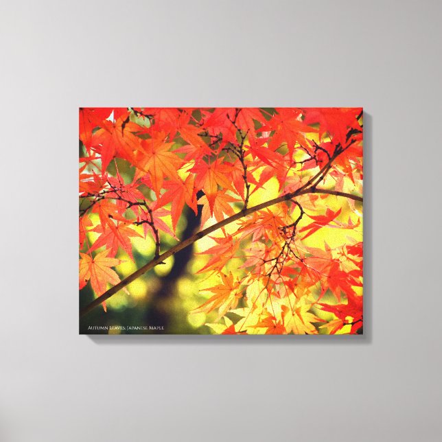 Lienzo Autumn Leaves [Canvas Print] (Anverso)