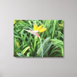 Lienzo Ave de la planta del paraíso (Strelitzia)