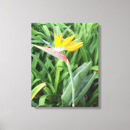 Lienzo Ave de la planta del paraíso (Strelitzia)