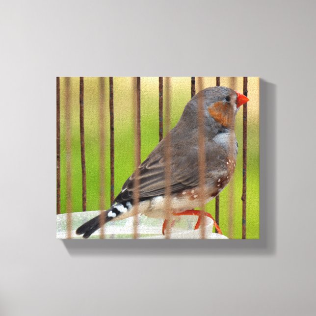 Lienzo Ave de Zebra Finch en jaula (Anverso)
