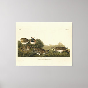 Lienzo Aves Audubon de América