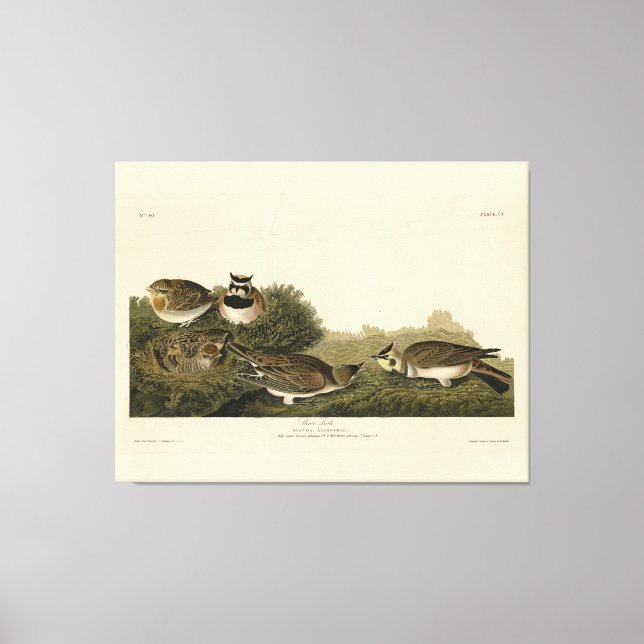 Lienzo Aves Audubon de América (Anverso)