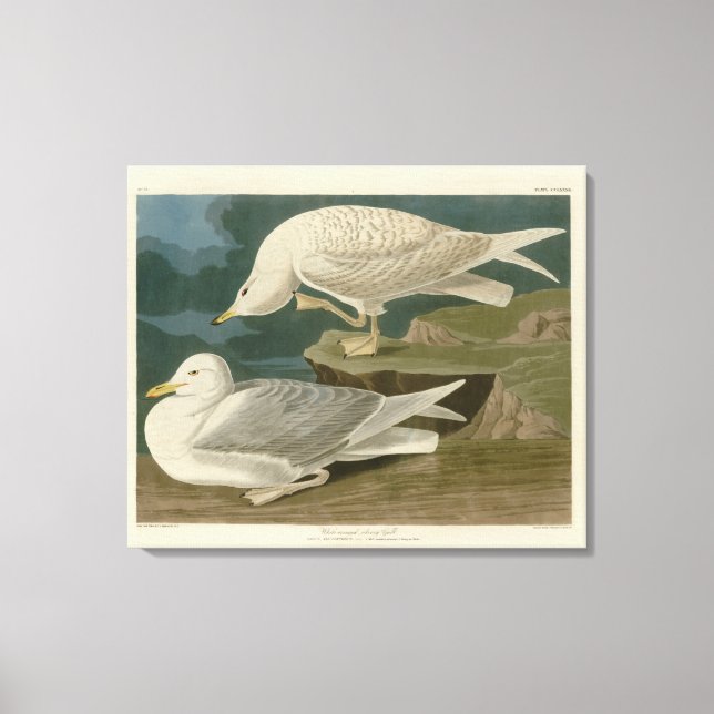 Lienzo Aves Audubon de América (Anverso)