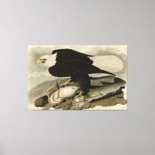 Lienzo Aves Audubon de América con la cabeza blanca (águi