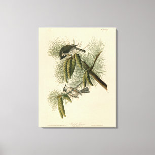 Lienzo Aves Audubon de Titmouse (Tufted) de América