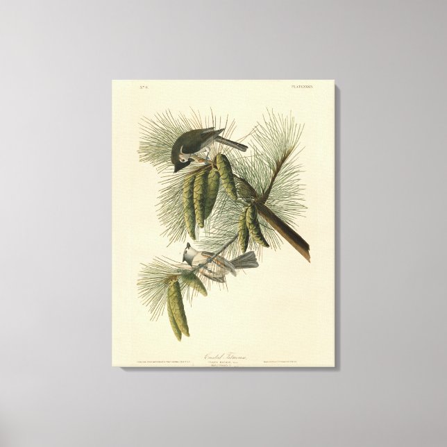 Lienzo Aves Audubon de Titmouse (Tufted) de América (Anverso)