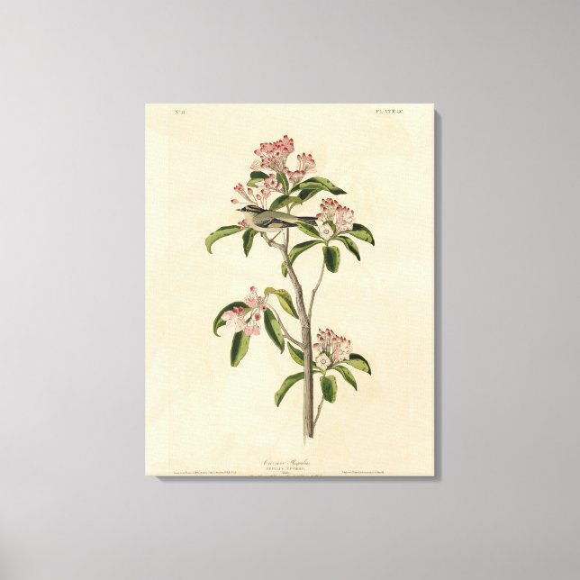 Lienzo Aves Audubon del Kinglet de Cuvier (Anverso)