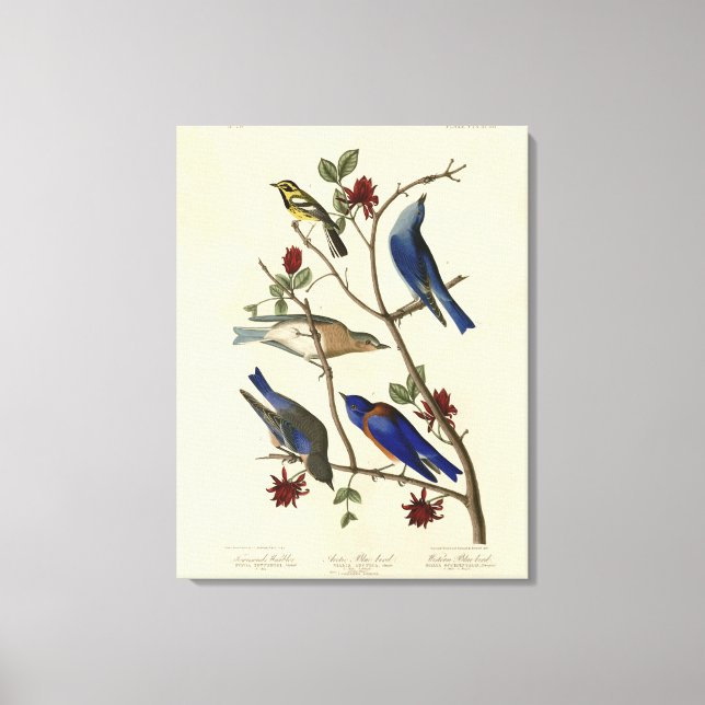 Lienzo Aves azules y brujas, aves de América de Audubon (Anverso)