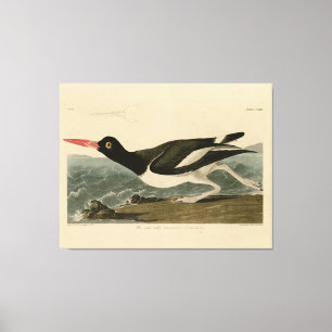 Lienzo Aves de América de Audubon