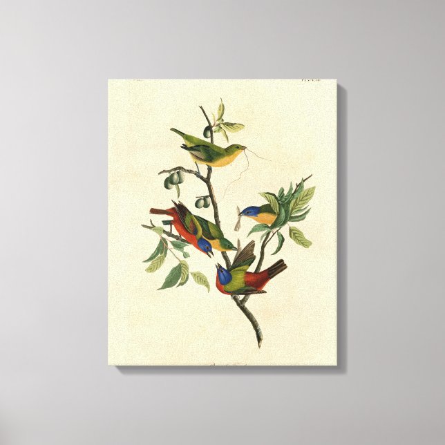Lienzo Aves de América de Finch (Bunting) pintadas (Anverso)