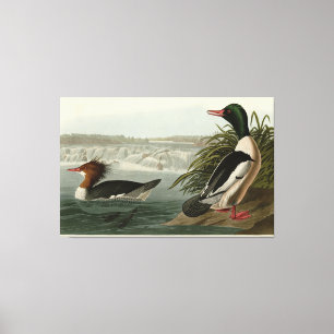 Lienzo Aves de Audubon como Goosander (Mergador Común)