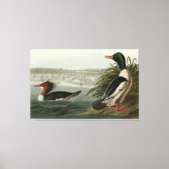 Lienzo Aves de Audubon como Goosander (Mergador Común) (Anverso)