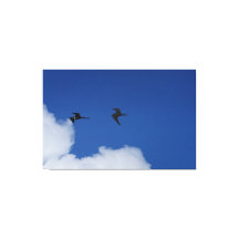 Aves fragata en Sudamérica