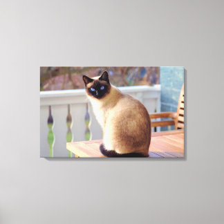 Lienzo Azul mate más suave - Gato de ojos