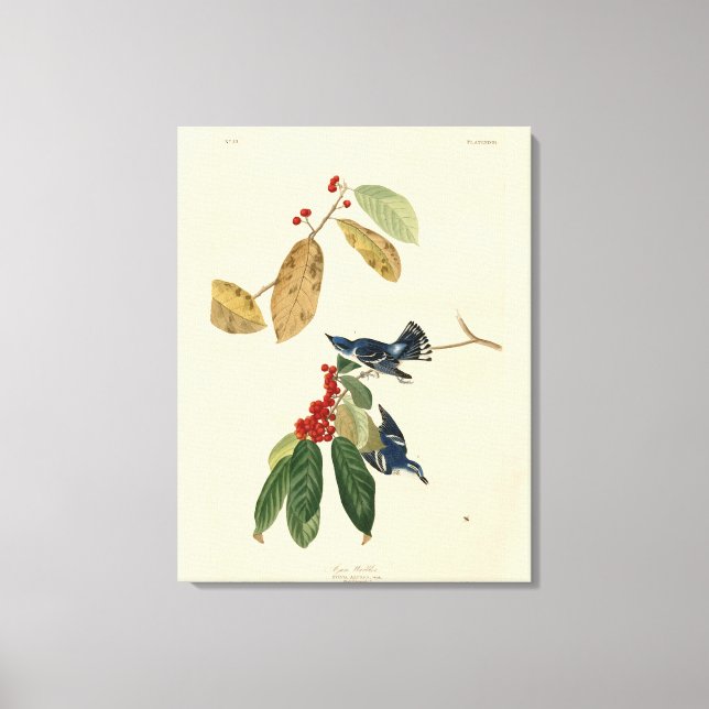 Lienzo Azure (Cerulean) Warbler, Audubon Birds of America (Anverso)