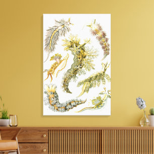 Lienzo Babosas Marinas por Ernst Haeckel, Nudibranchia Vi