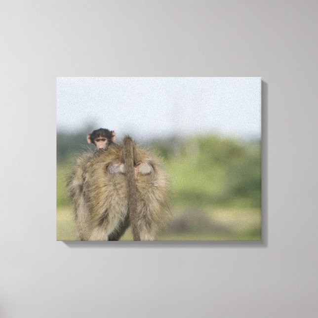 Lienzo Baby Chacma Baboon (Papio ursinus) (Anverso)