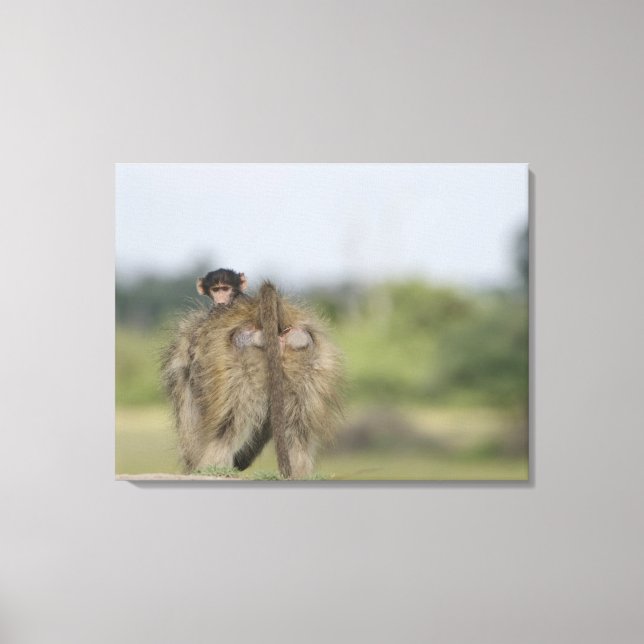 Lienzo Baby Chacma Baboon (Papio ursinus) (Anverso)