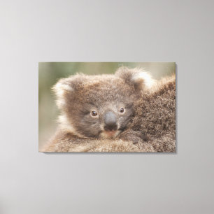Lienzo Baby Koala