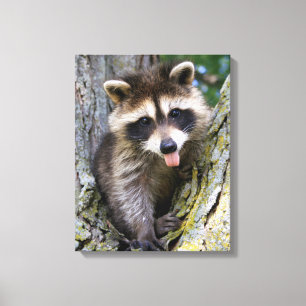 Lienzo Baby Raccoon