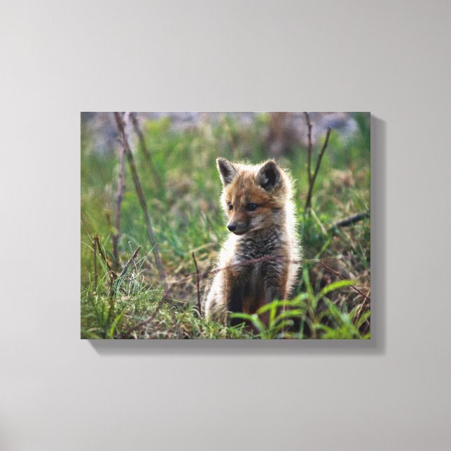 Lienzo Baby Red Fox (Anverso)