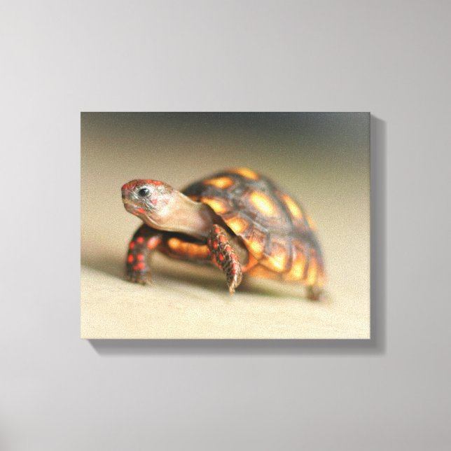 Lienzo Baby Redfoot Tortoise (Anverso)