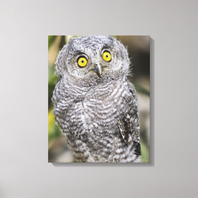 Lienzo Baby Screetch-Owl (Anverso)