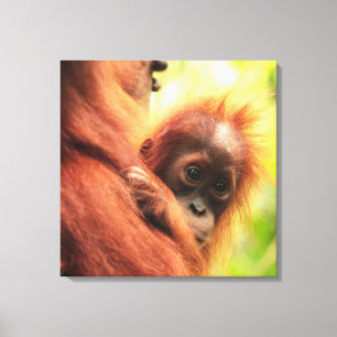 Lienzo Baby Sumatran Orangutan