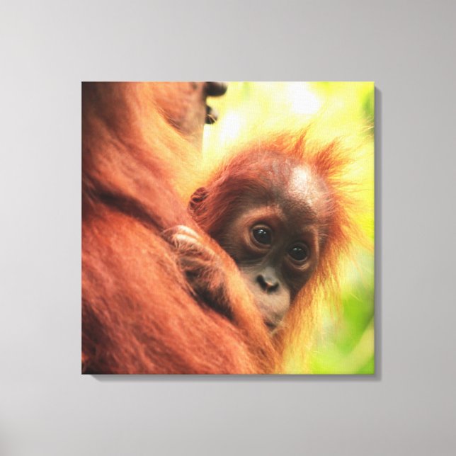 Lienzo Baby Sumatran Orangutan (Anverso)
