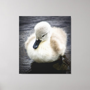 Lienzo Baby Swan   Cygnet