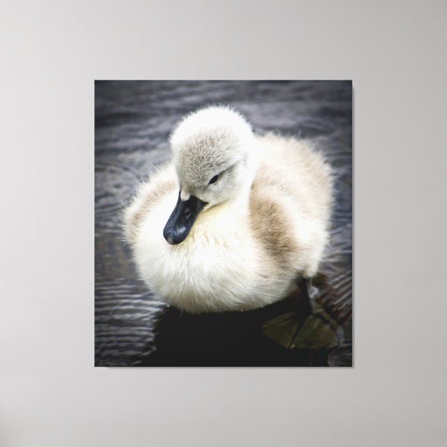 Lienzo Baby Swan | Cygnet (Anverso)