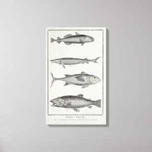 Lienzo Bacalao, atún, salmones y esturión