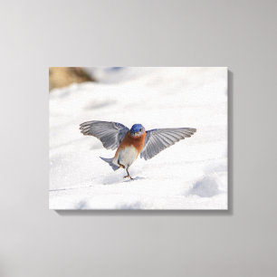 Lienzo Baile del Bluebird 20x16 en la nieve