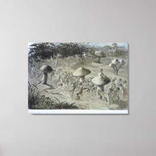 Lienzo Baile Elfin de noche, ilustracion de 'In Fai