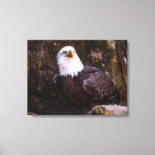 Lienzo Bald Eagle